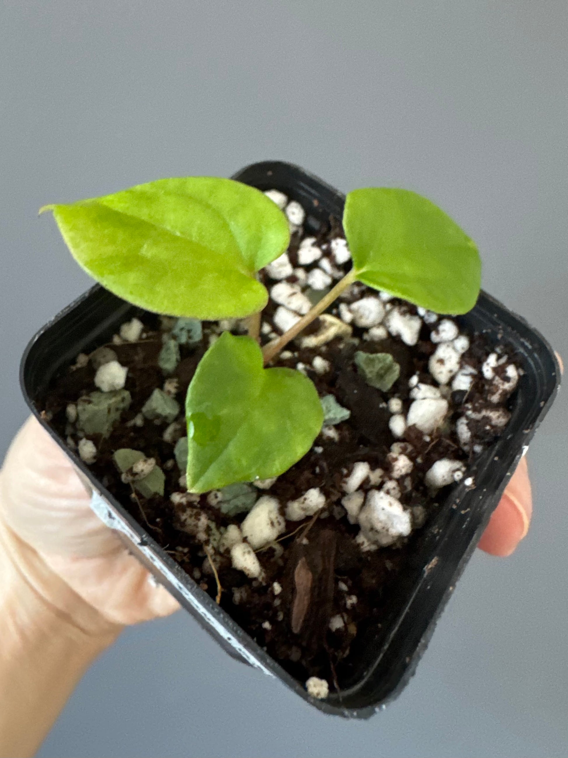 Anthurium BVEP OG1 x Papillilaminum Lago Gatun