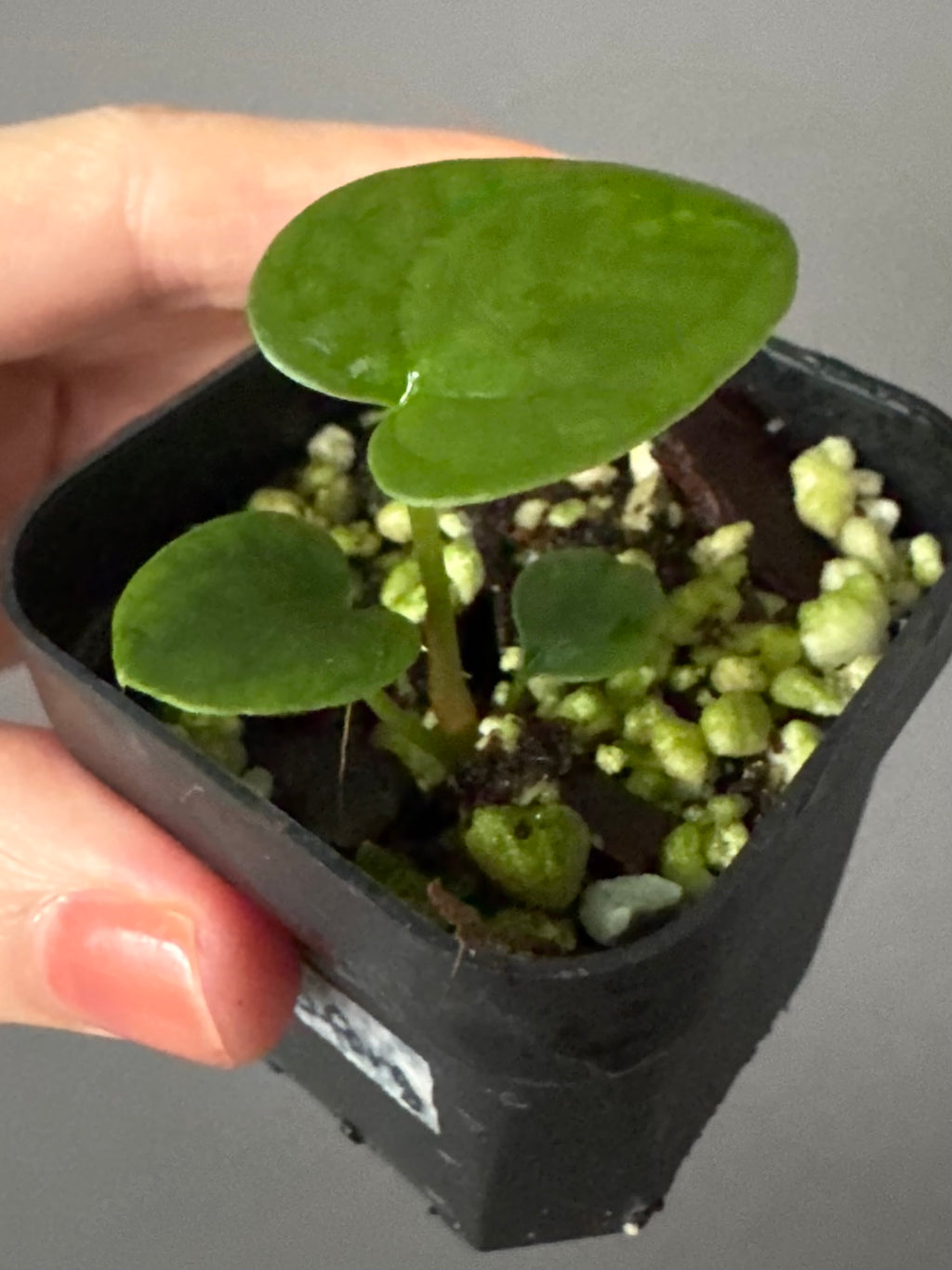 Anthurium AOS x forgetii dark