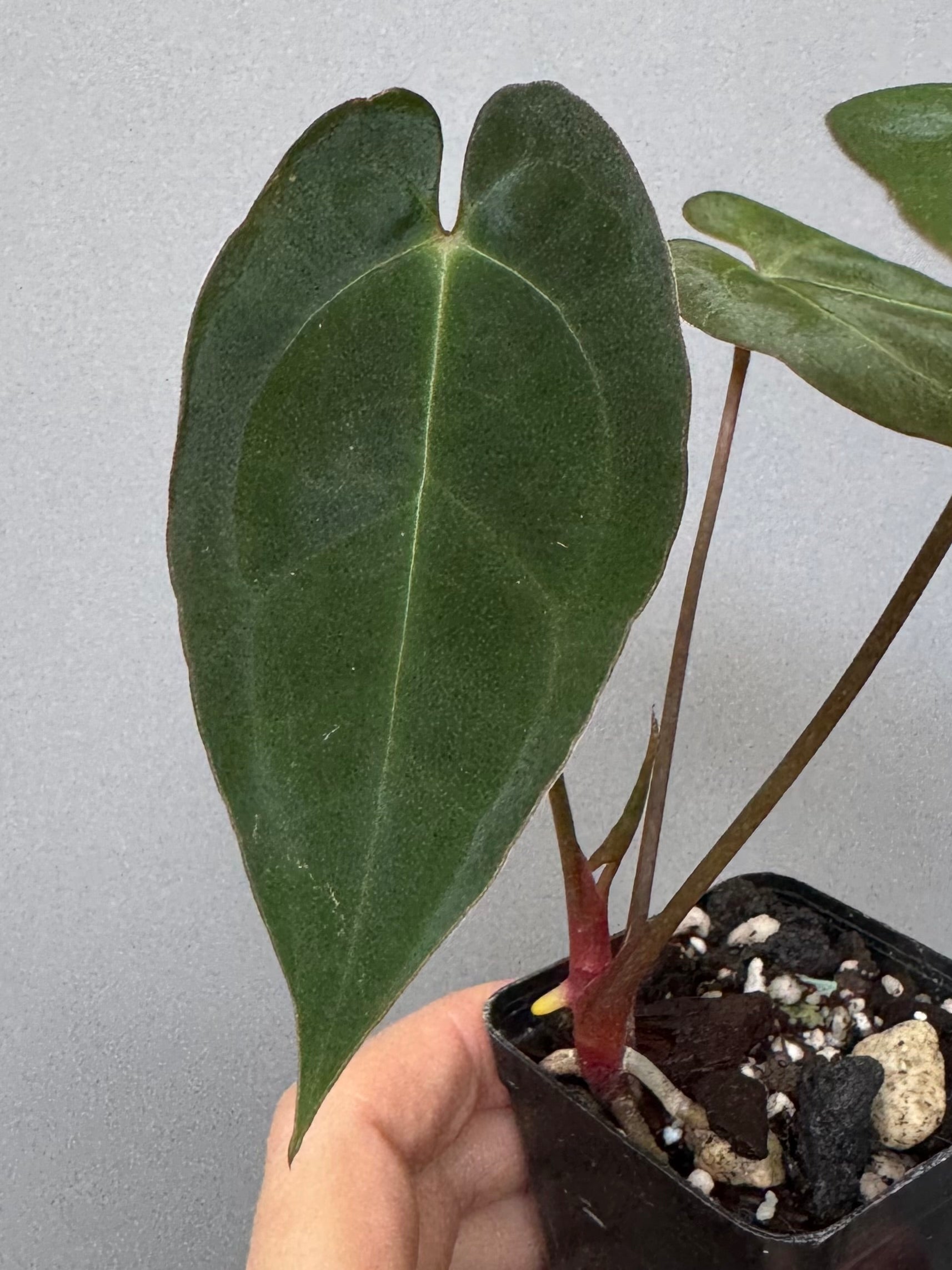 Anthurium crystallinum x papillilaminum
