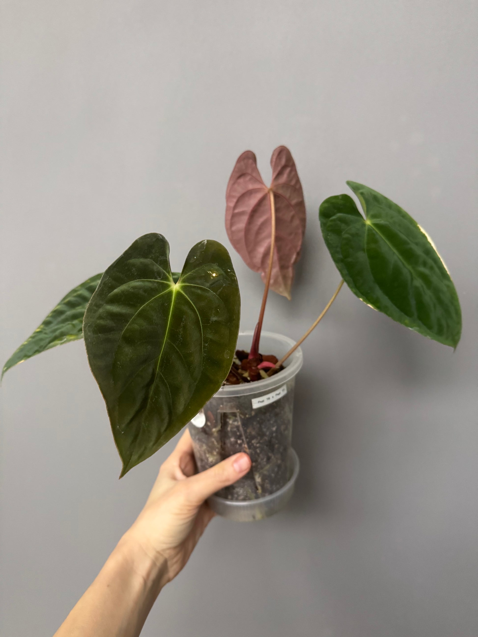 Anthurium Papillilaminum T6xT7