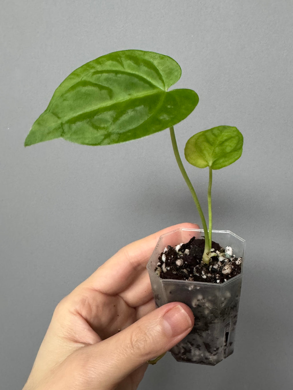 Anthurium besseae true form