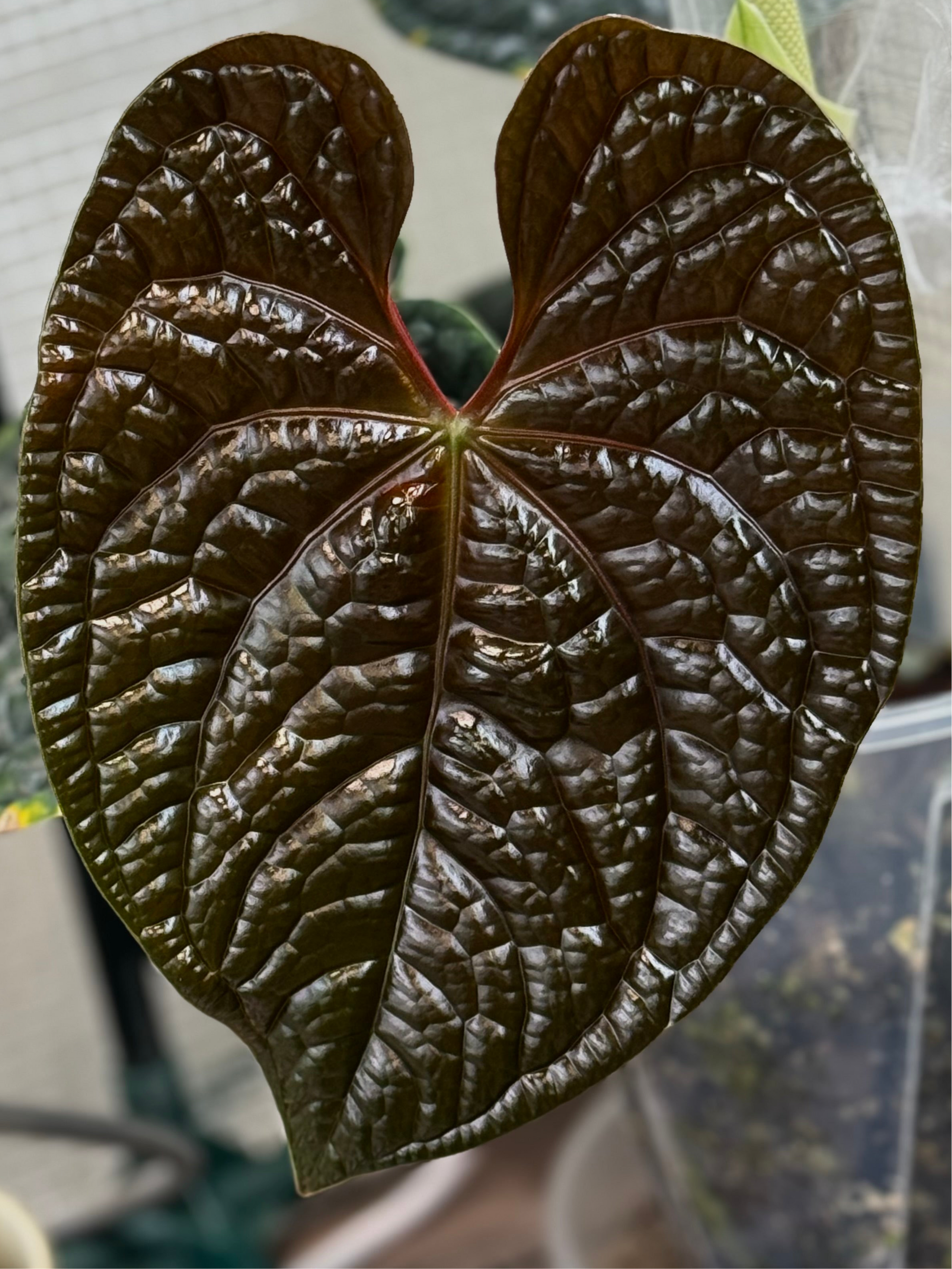 Anthurium (besseae aff. x warocqueanum) - one leafer
