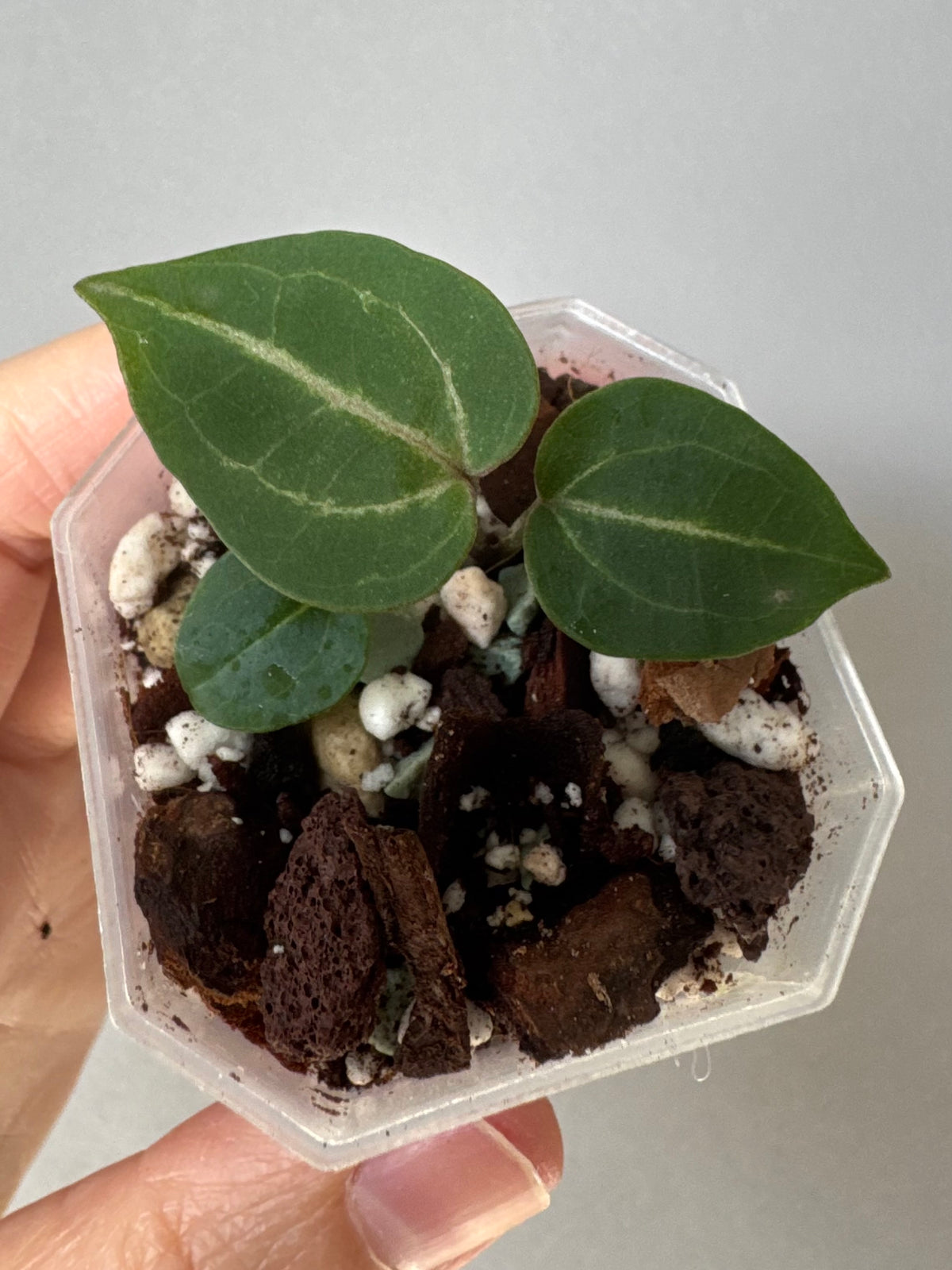 Anthurium (Crystal Select Color x Michelle) xself
