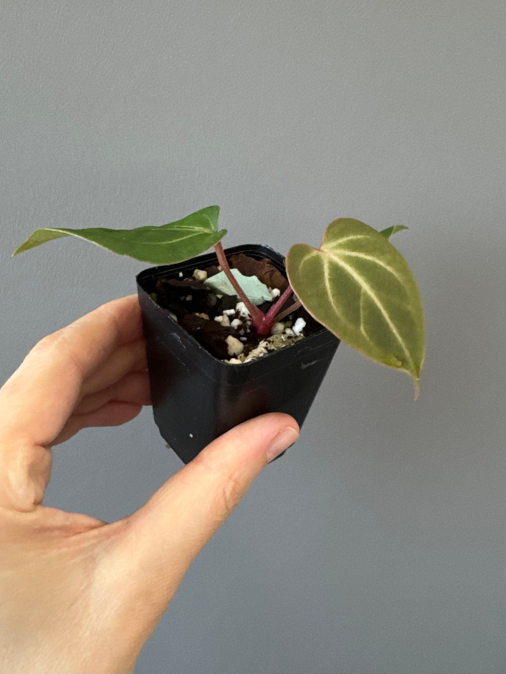 Anthurium besseae aff. x warocqueanum Esmeralda