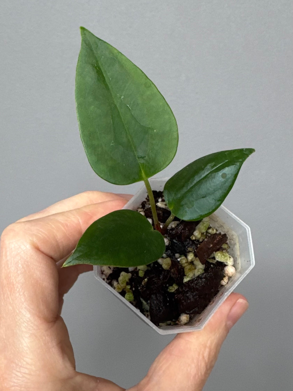 Anthurium (Subsignatum x Pap Marie) x (portillae Dorito x RLFS) (#2)
