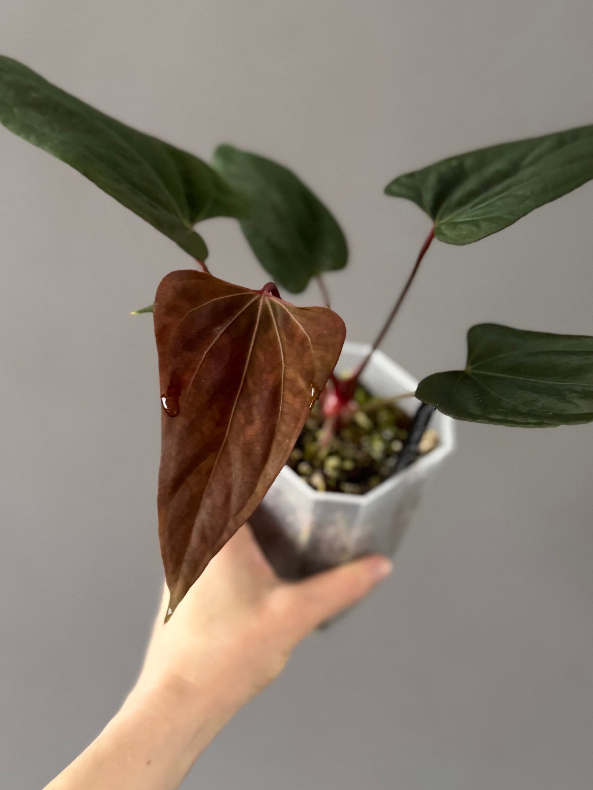 Anthurium portillae ‚Dorito‘ Klon Ableger