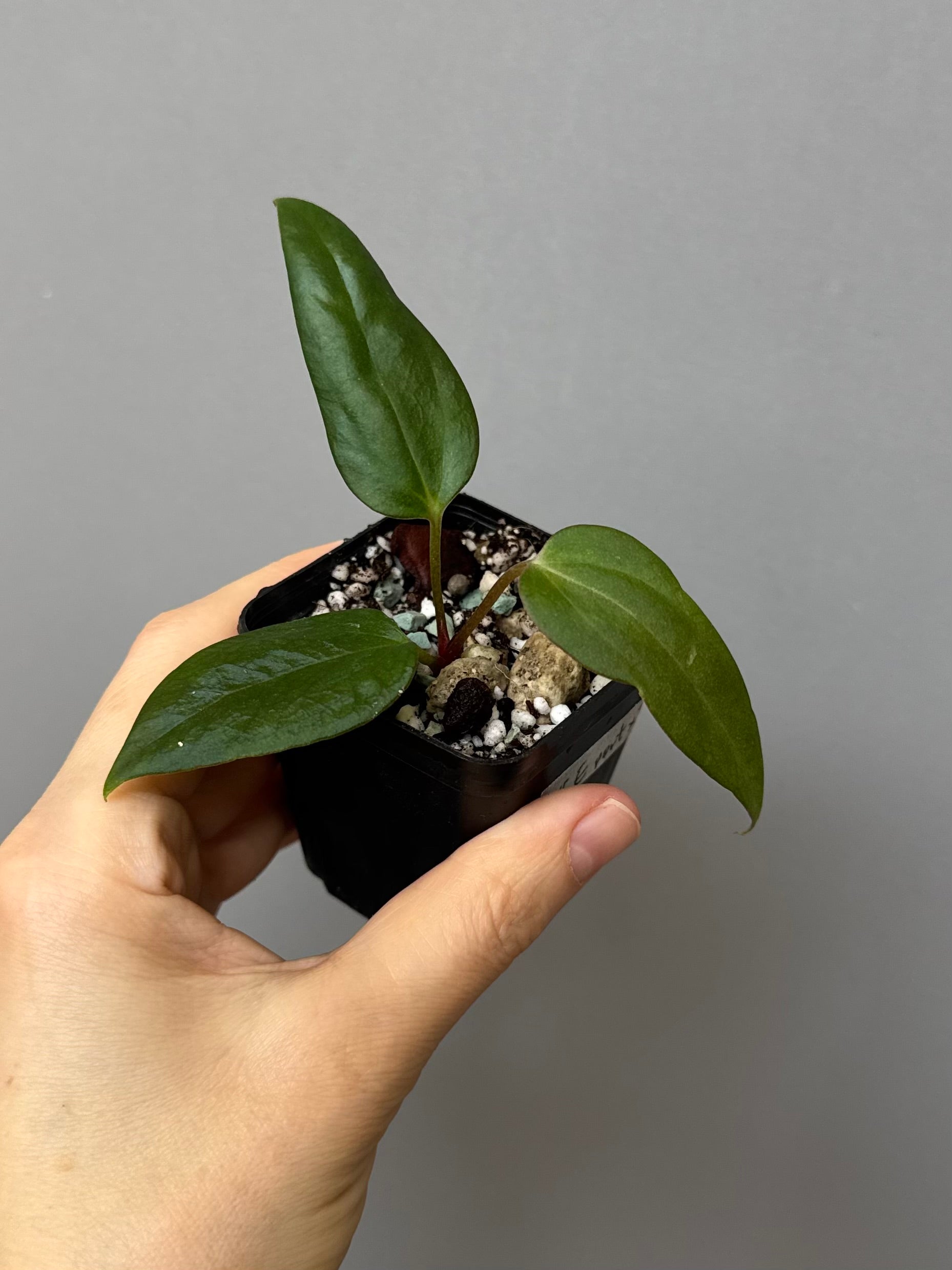 Anthurium portillae (NSE x Dorito) by max_aroids