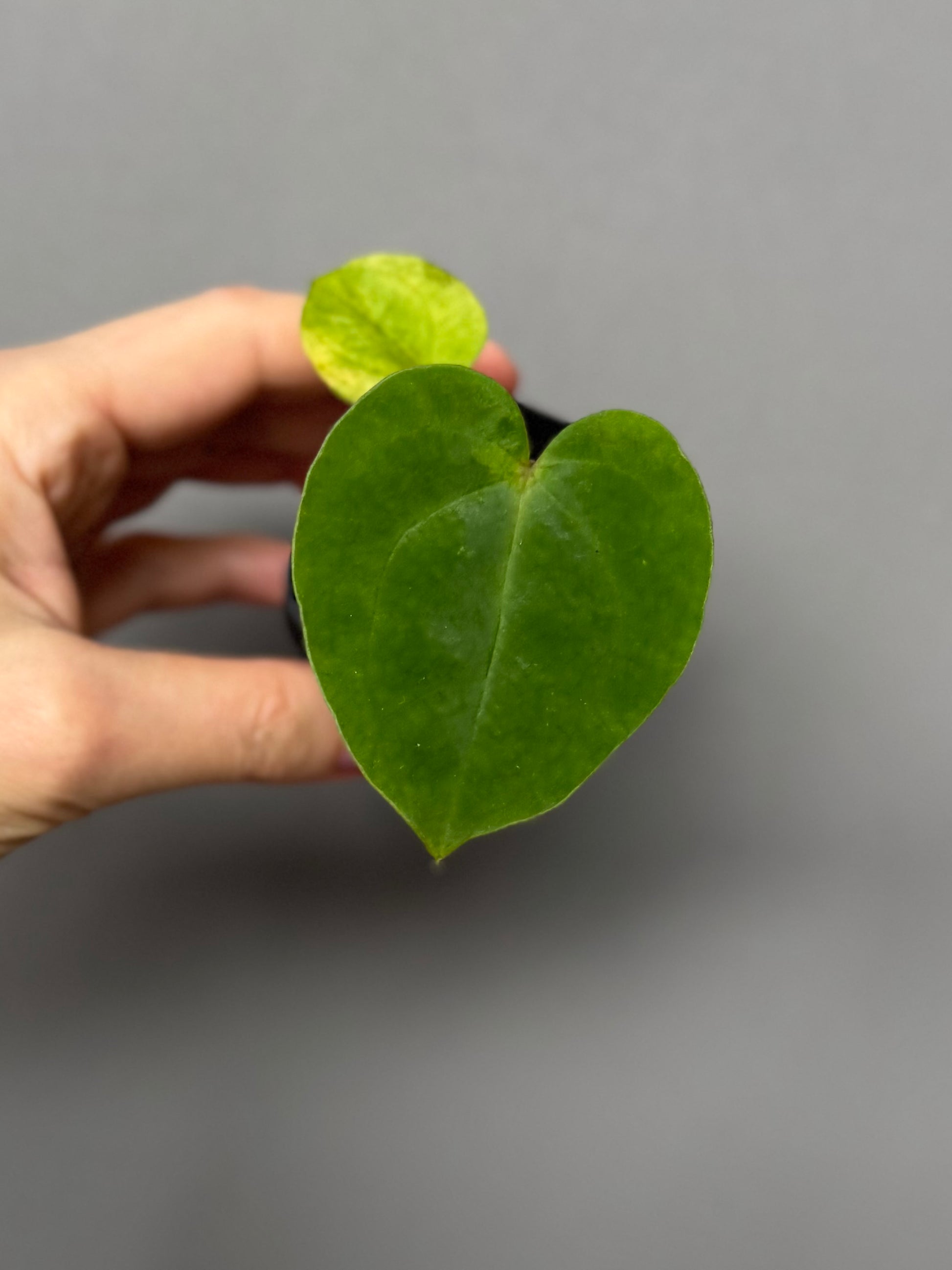 Papillilaminum T6xT7