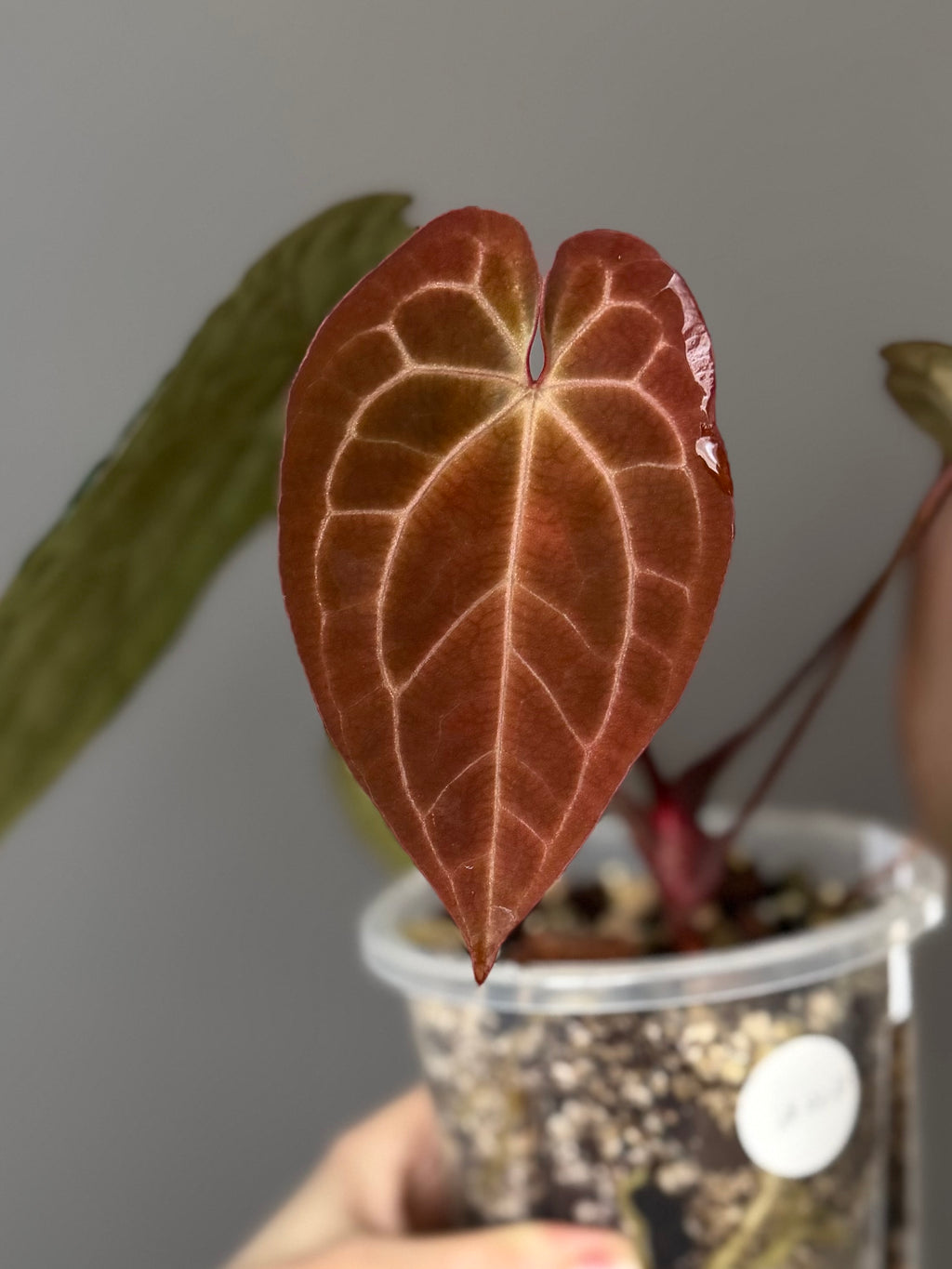 Anthurium ZxM X RVDP cutting