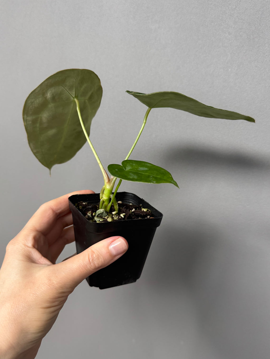 Anthurium forgetii (White Stripes x Dark Form)