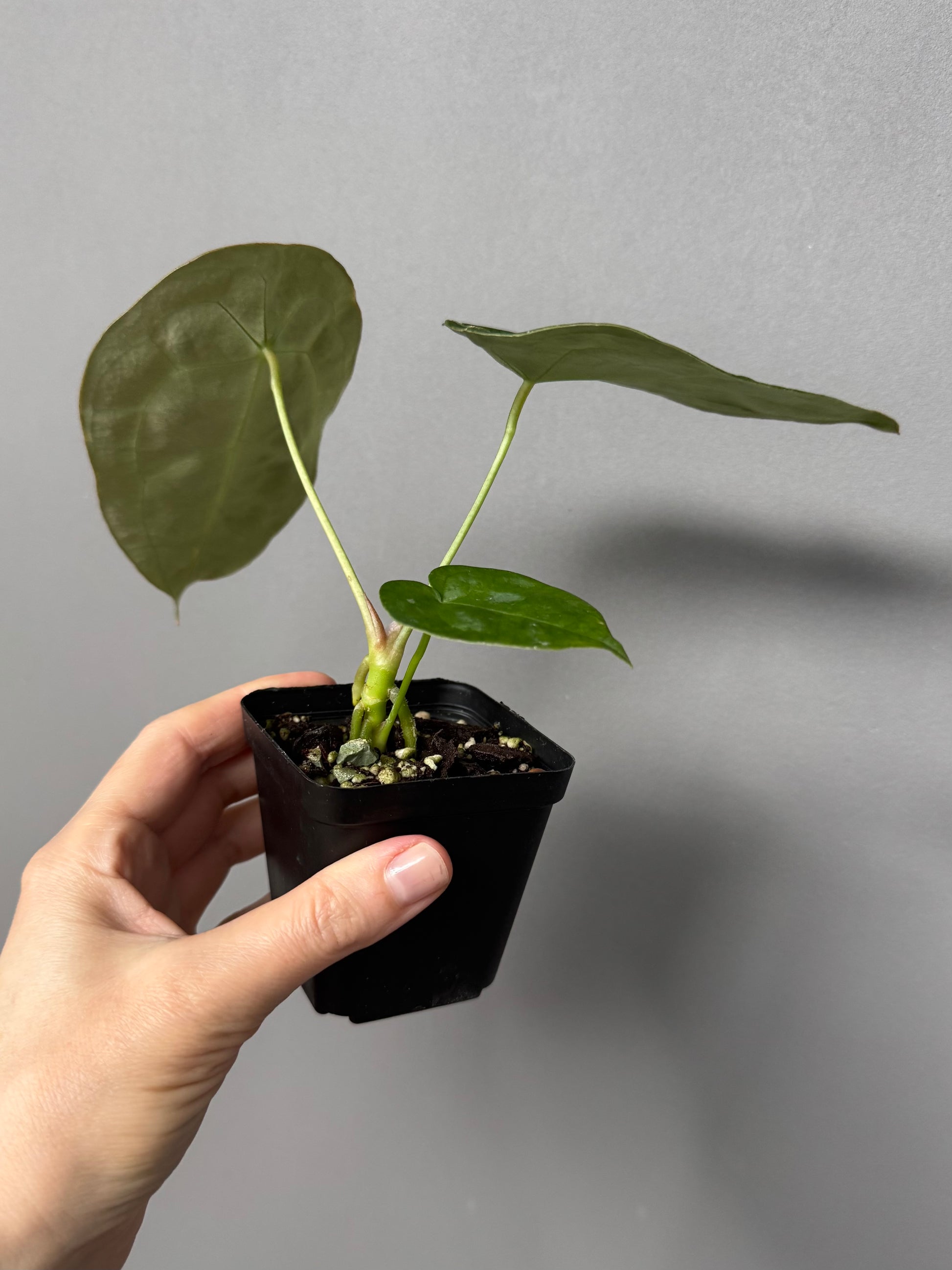 Anthurium forgetii (White Stripes x Dark Form)