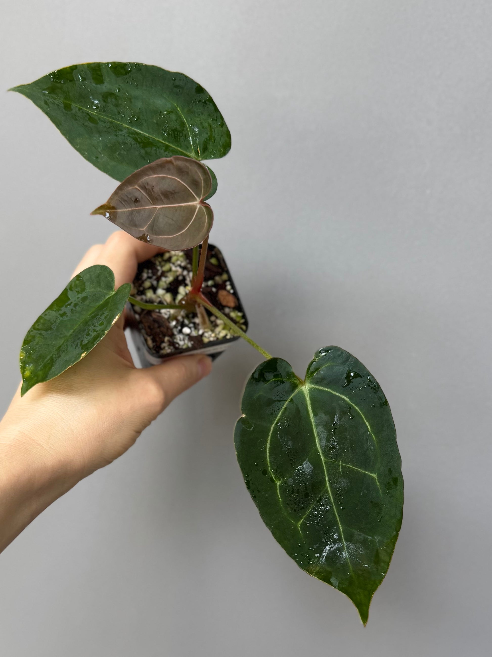 Anthurium (AOS x forgetii) x (NSE Red Crystallinum x Carlablackiae)