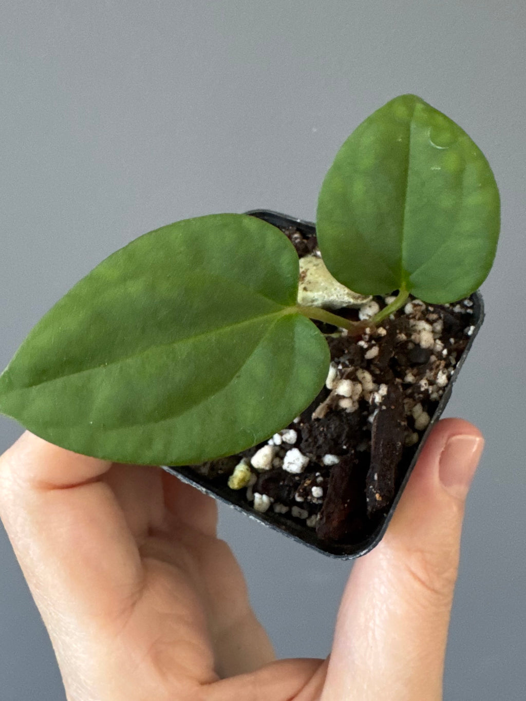 Anthurium (BVEP x port Dorito) x (Dark Phoenix x Goliath)