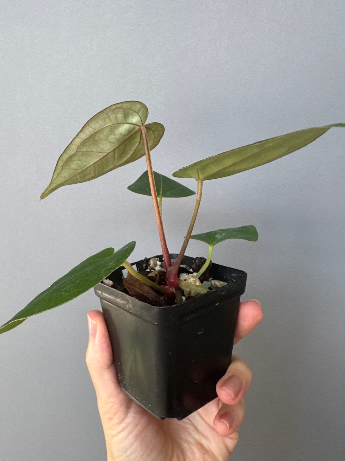 Anthurium (PapillilaminumX x (KOS x Silver Blush)) X (NSE Red Crystallinum x carlablackiae)
