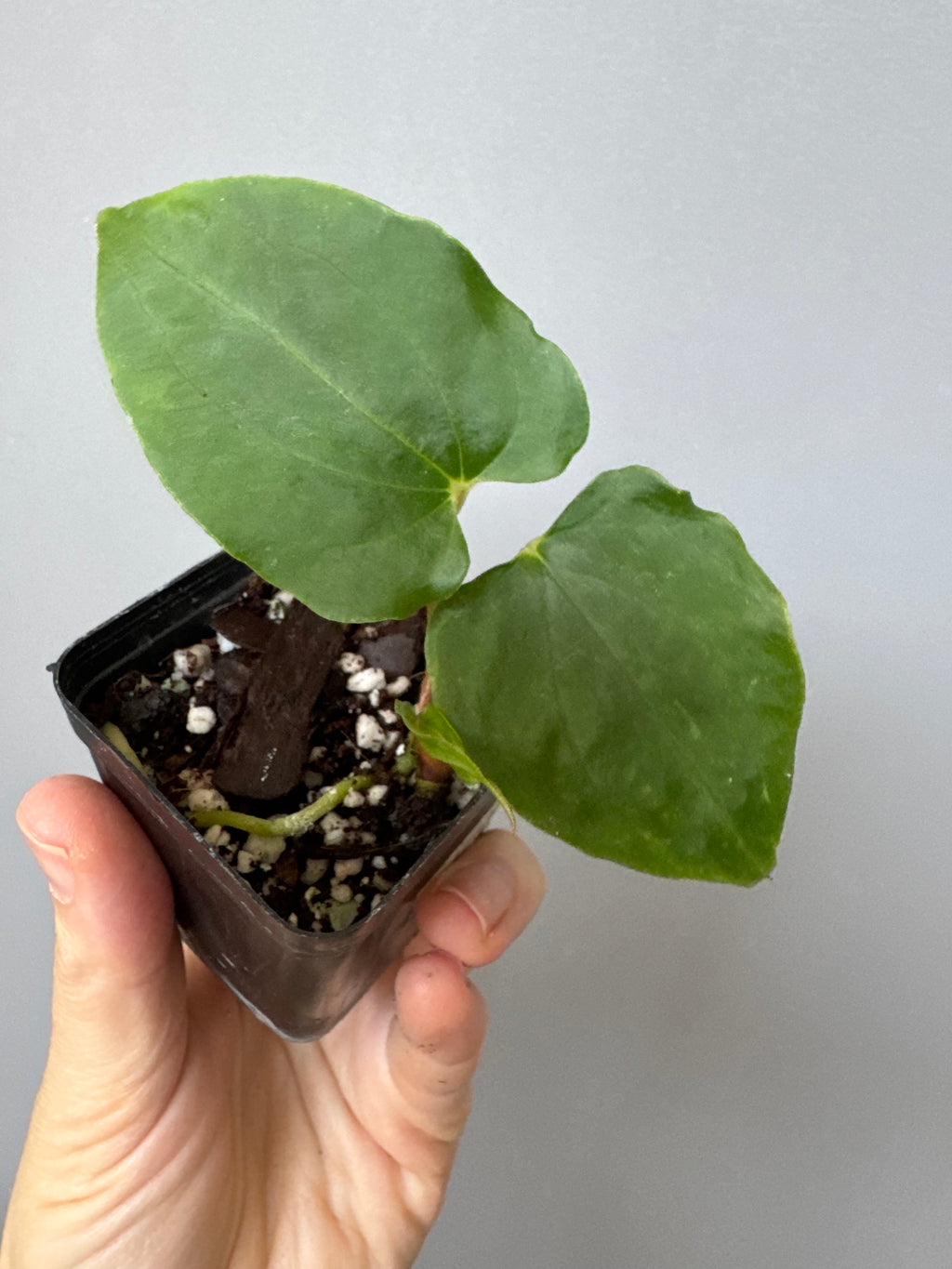 Anthurium papillilaminum Ralph Lynam xself (Dwane/nodeboi) clone/cutting