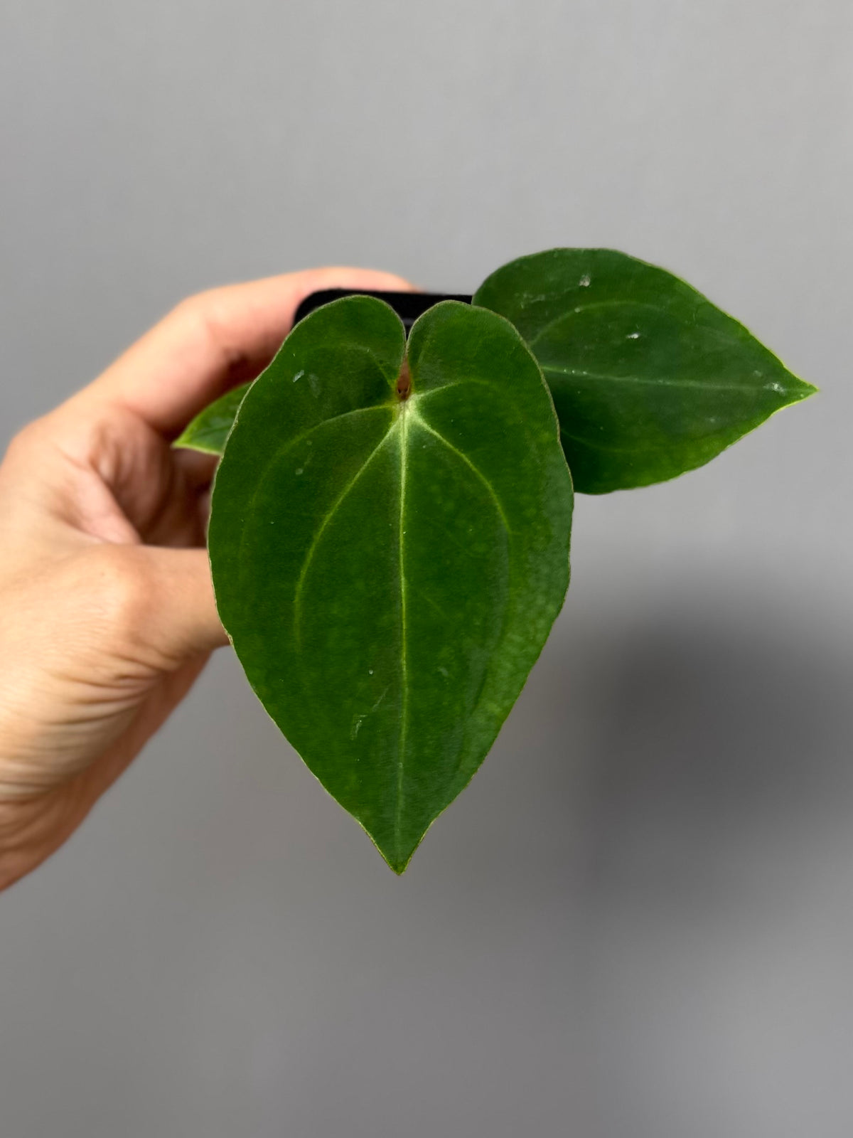 Anthurium Black Besseae aff. x BVEP (Chahrazade)