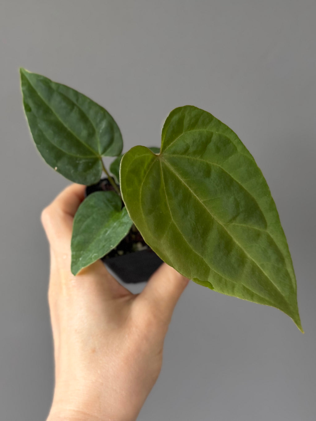 Anthurium Tezula AOS df x BVEP neon (Sarah/botanophile)