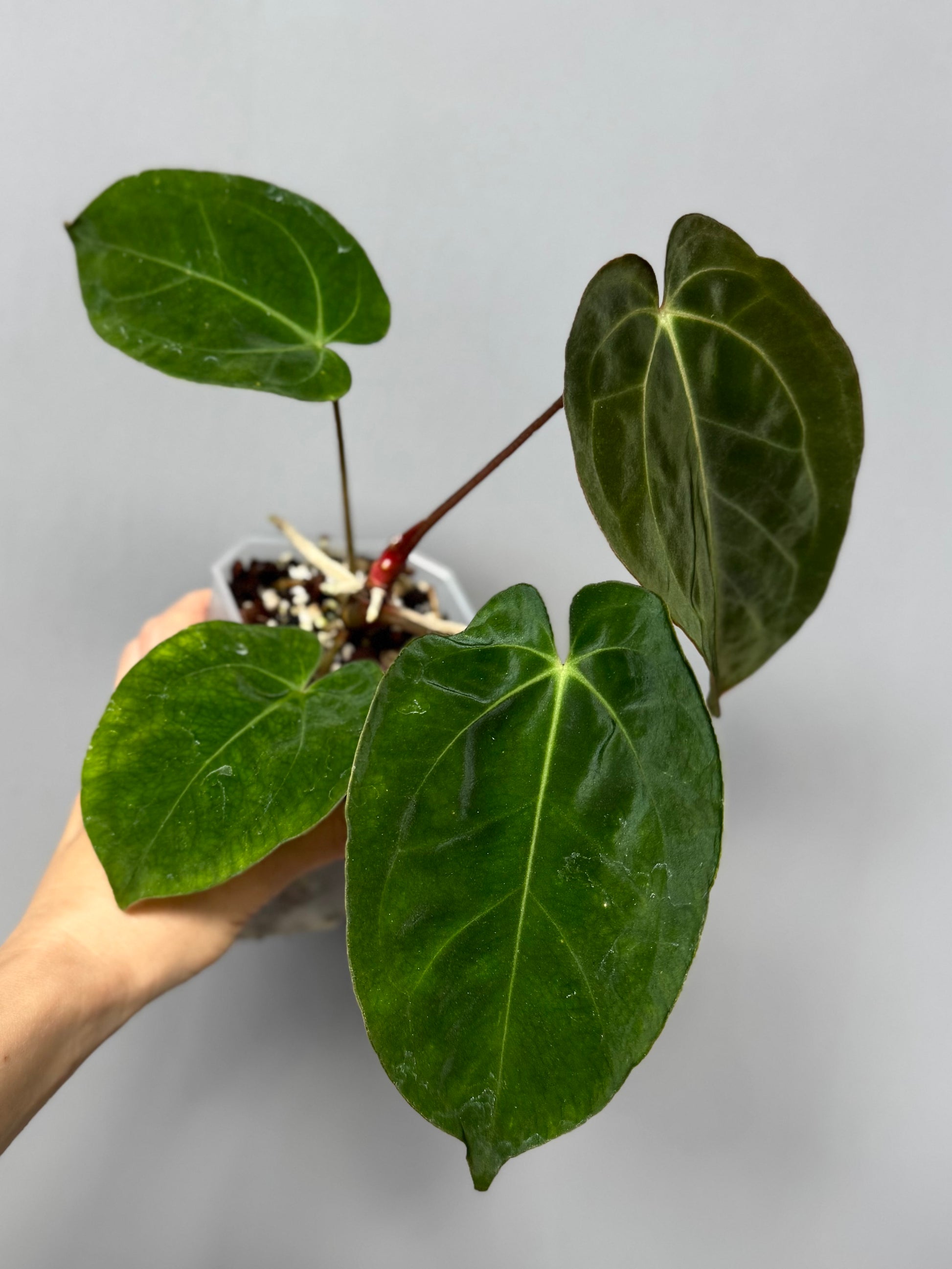 Anthurium papillilaminum x besseae aff. - Plant B