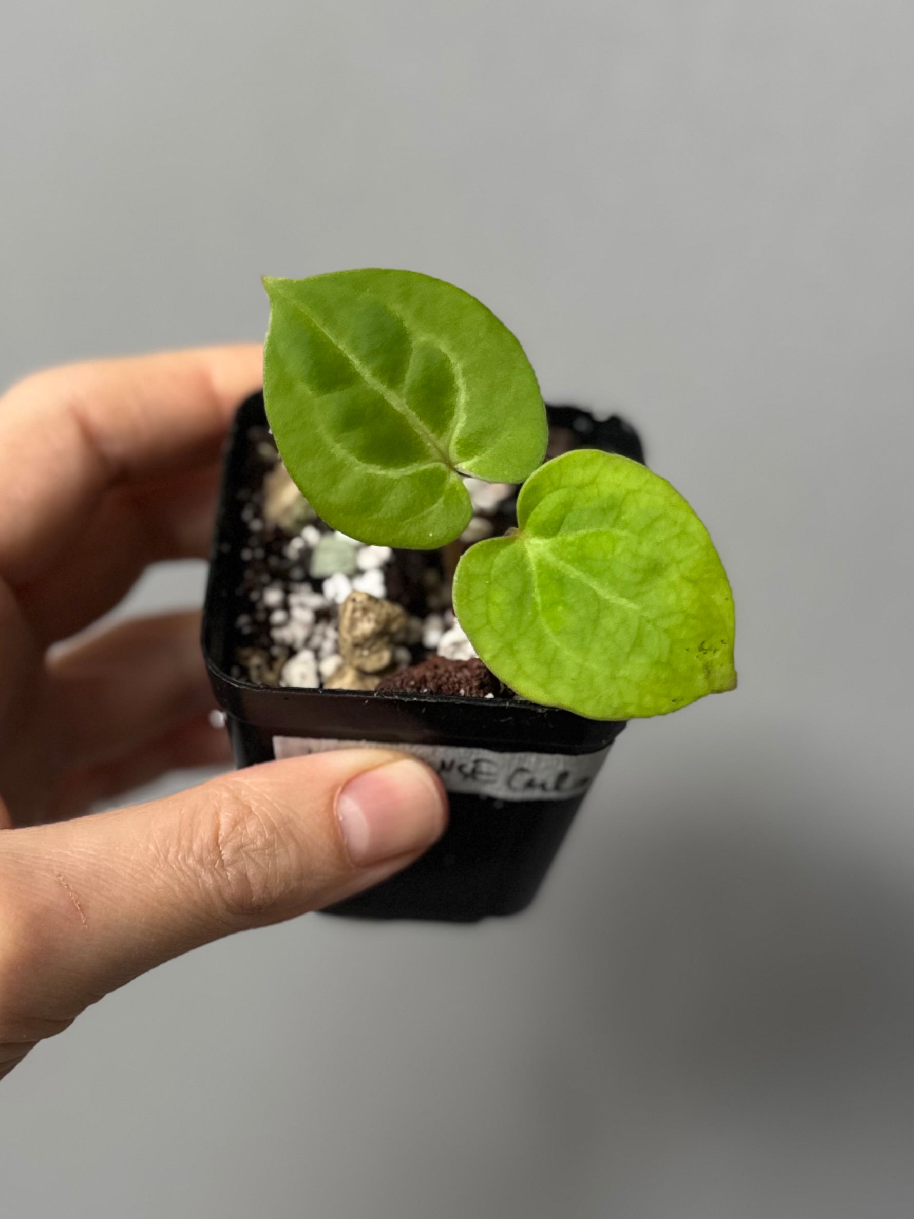 Anthurium (Complex KOS/HU hybrid) x NSE Carlablackiae (by nordicplantdiary)