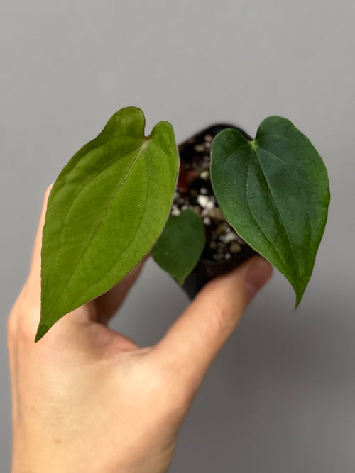 (BVEP x portillae 'Dorito') X papillilaminum H1