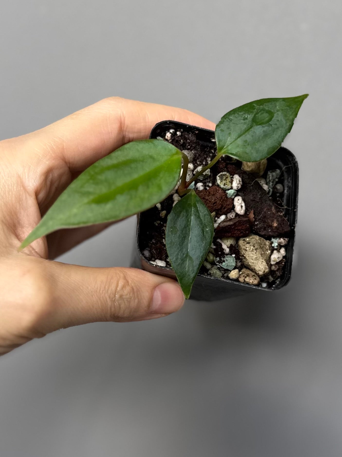 Anthurium Black War (Black Sweet x warocqueanum, von diamondplants_)