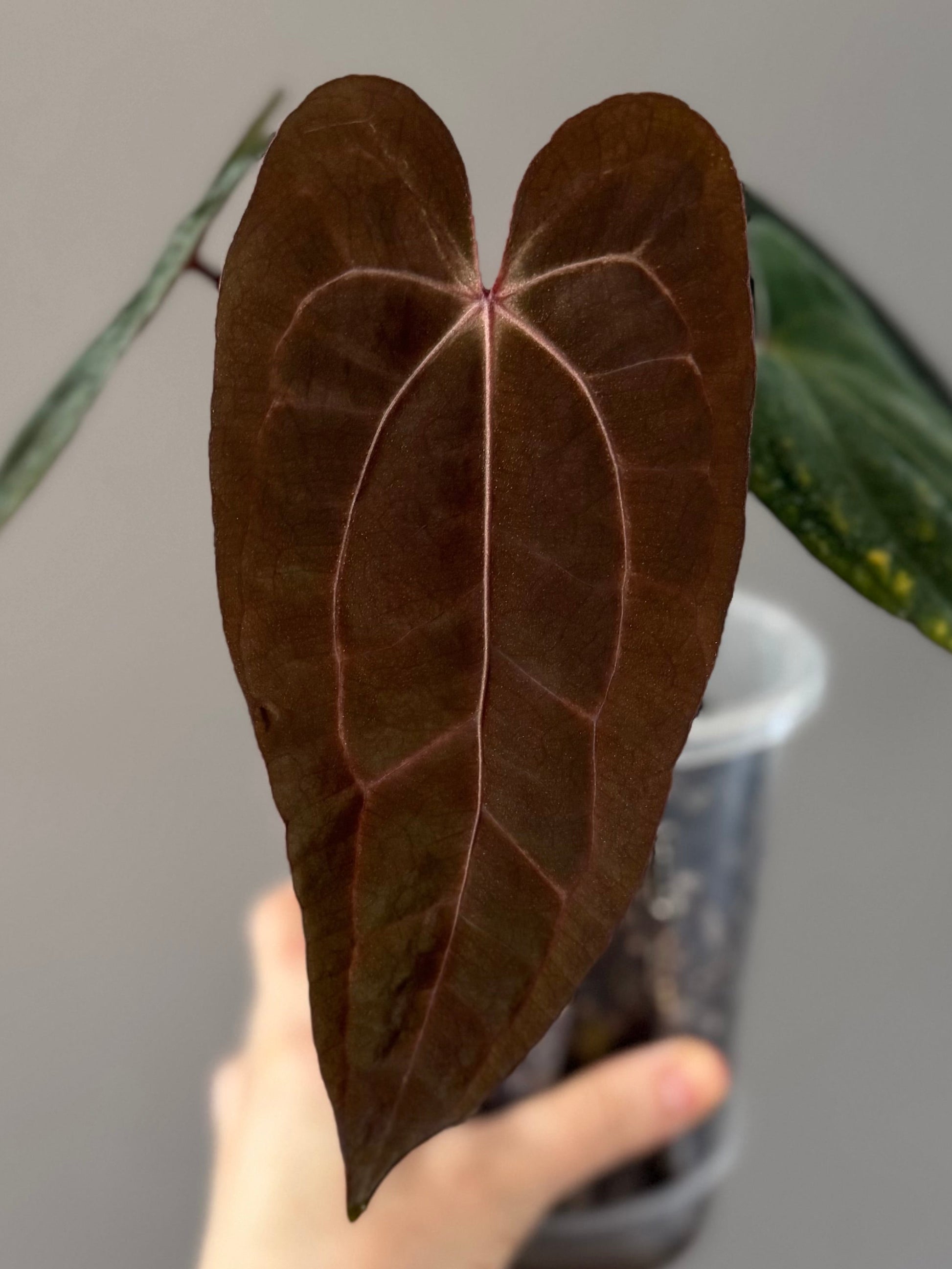 Anthurium RVDP x Carlablackiae
