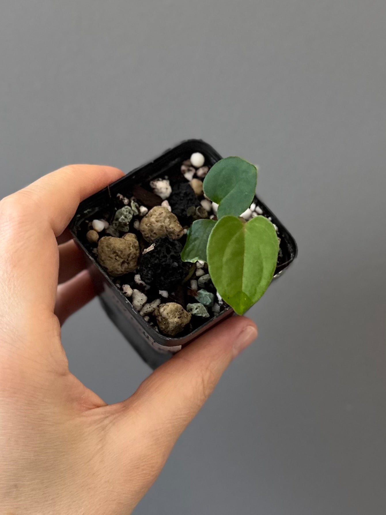 Midnight Velvet ‚Deep Ruby‘ Klon Ableger