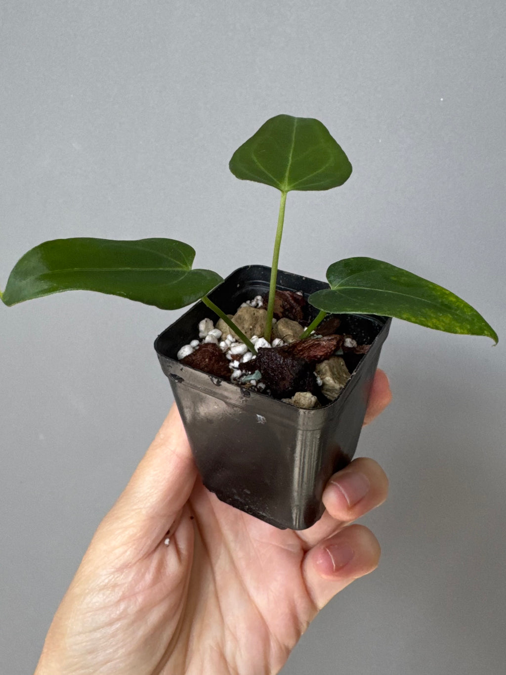 Anthurium (MagCrystalxNoID) x Delta Force