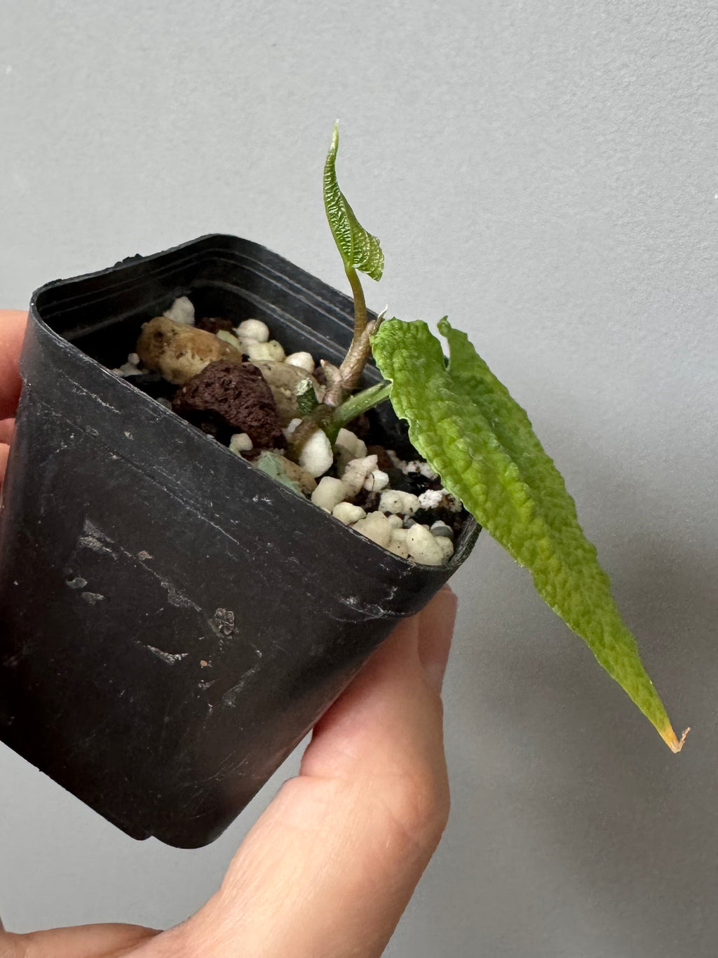 Anthurium clidemioides