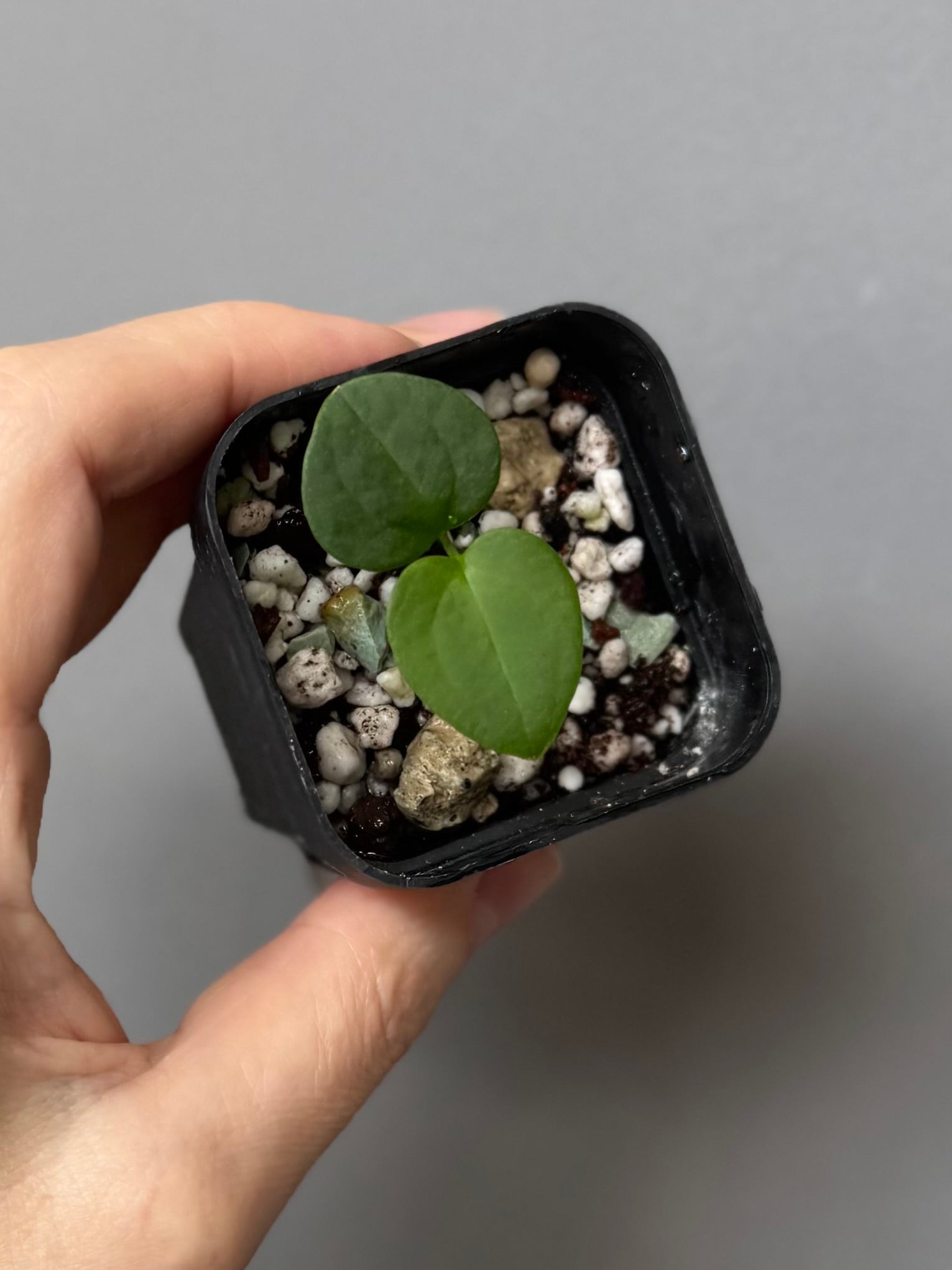 Anthurium ((RLxFS x Carla) x RVDP) xself