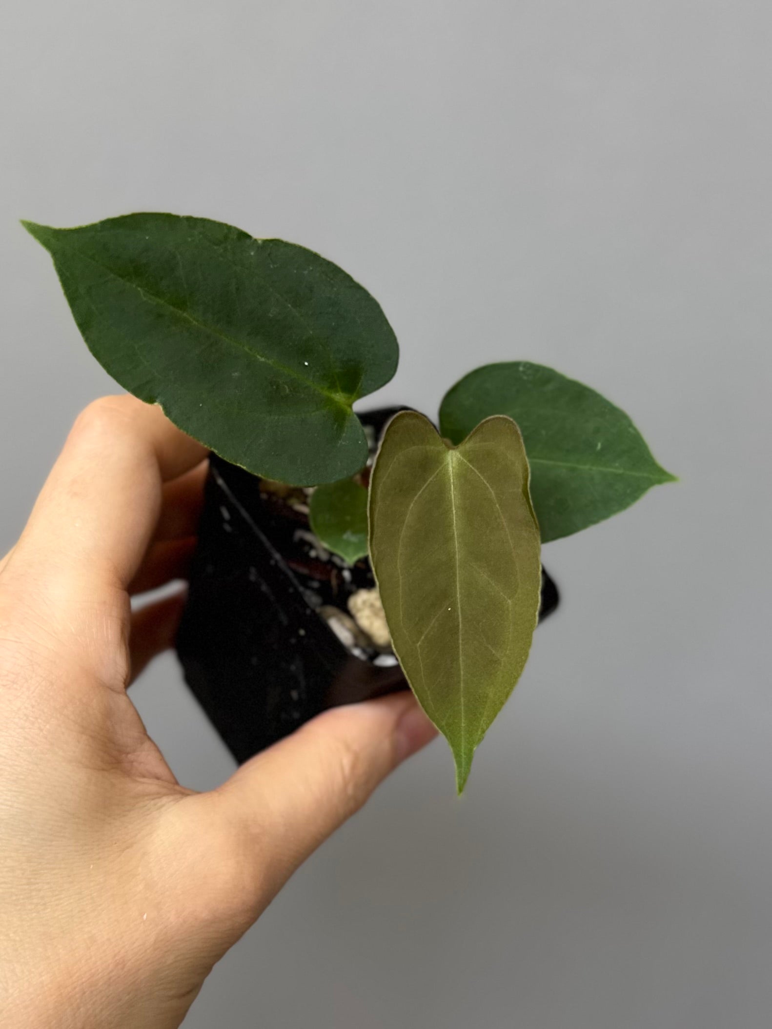 Anthurium papillilaminum x Darkest Panama (#2)