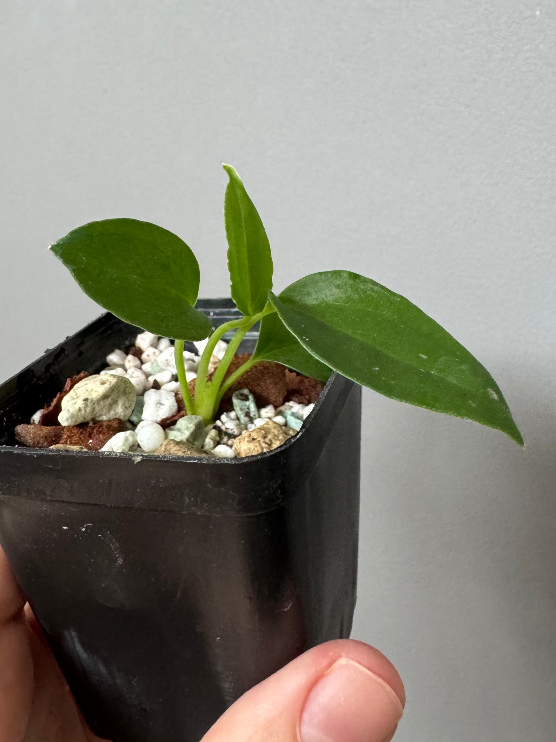 (Papillilaminum Daniel x Besseae aff.) x warocqueanum (seedling 3)