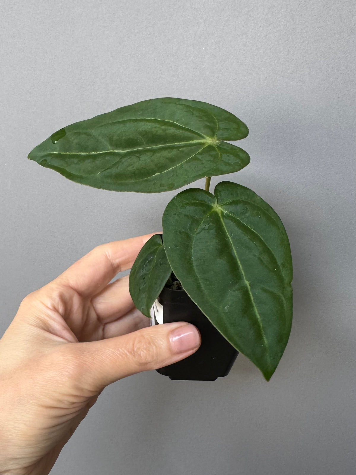 ForgetiiX x  (AOS x Carlablackiae)