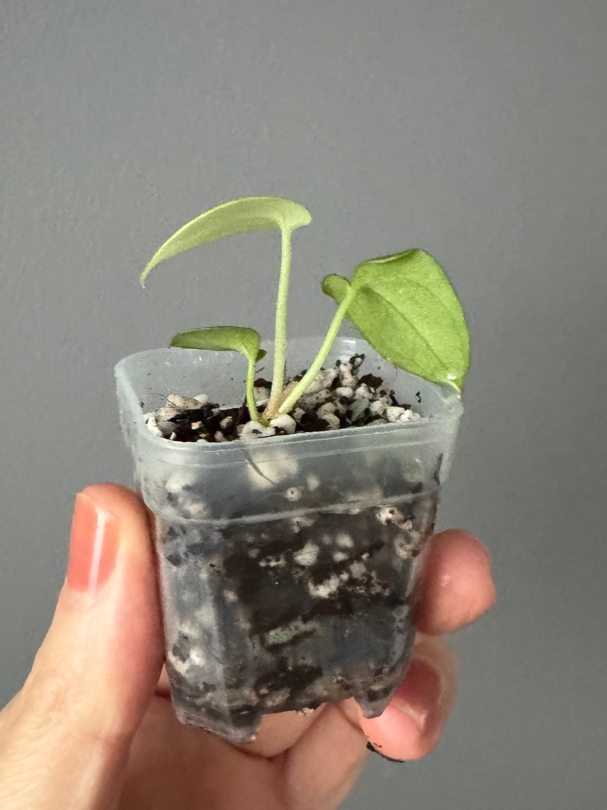 Anthurium (NoID x Papi Indo #2) x  (NoID x Papi Indo #1)