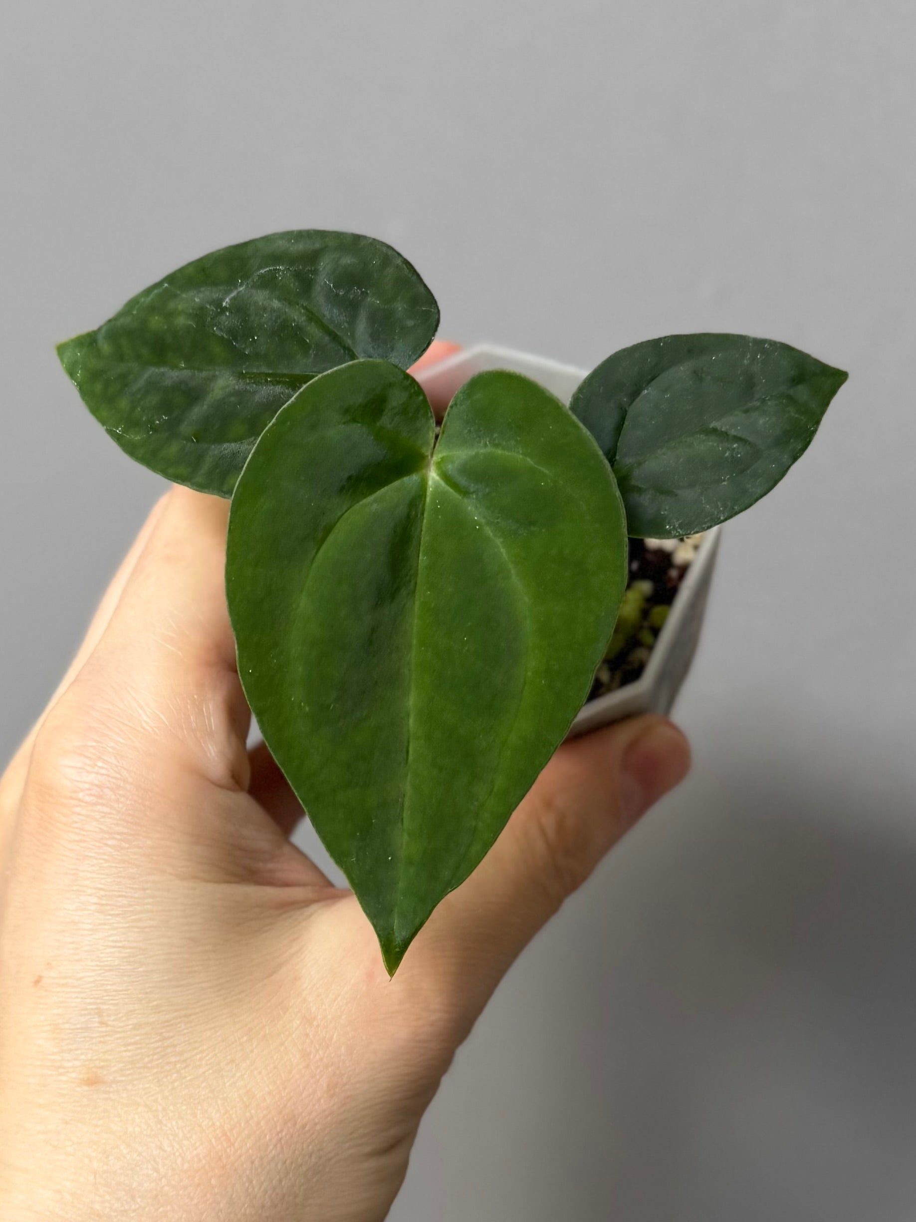 Anthurium (AOS x Carla) x RVDP