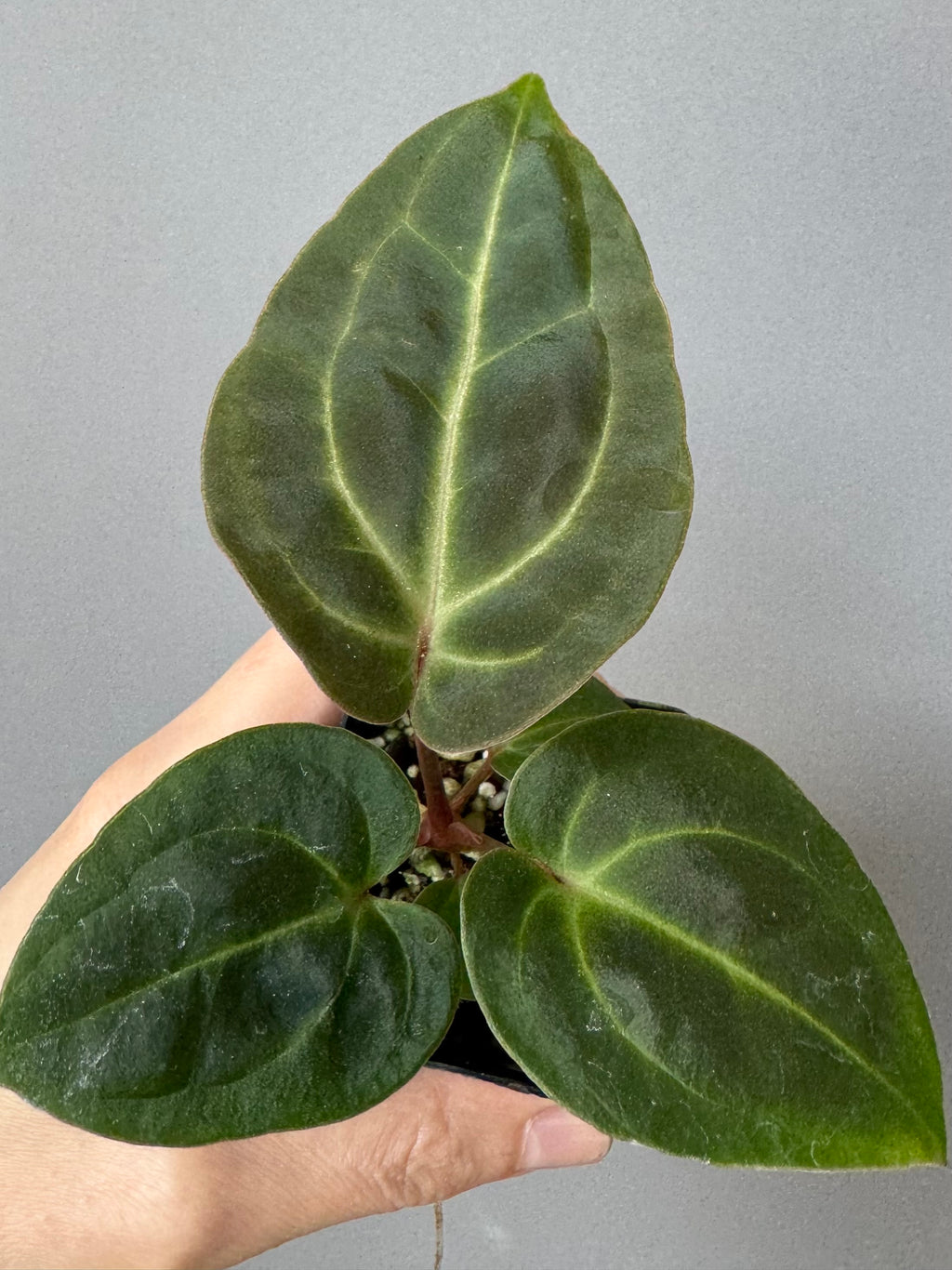 Anthurium Besseae aff. (#1)