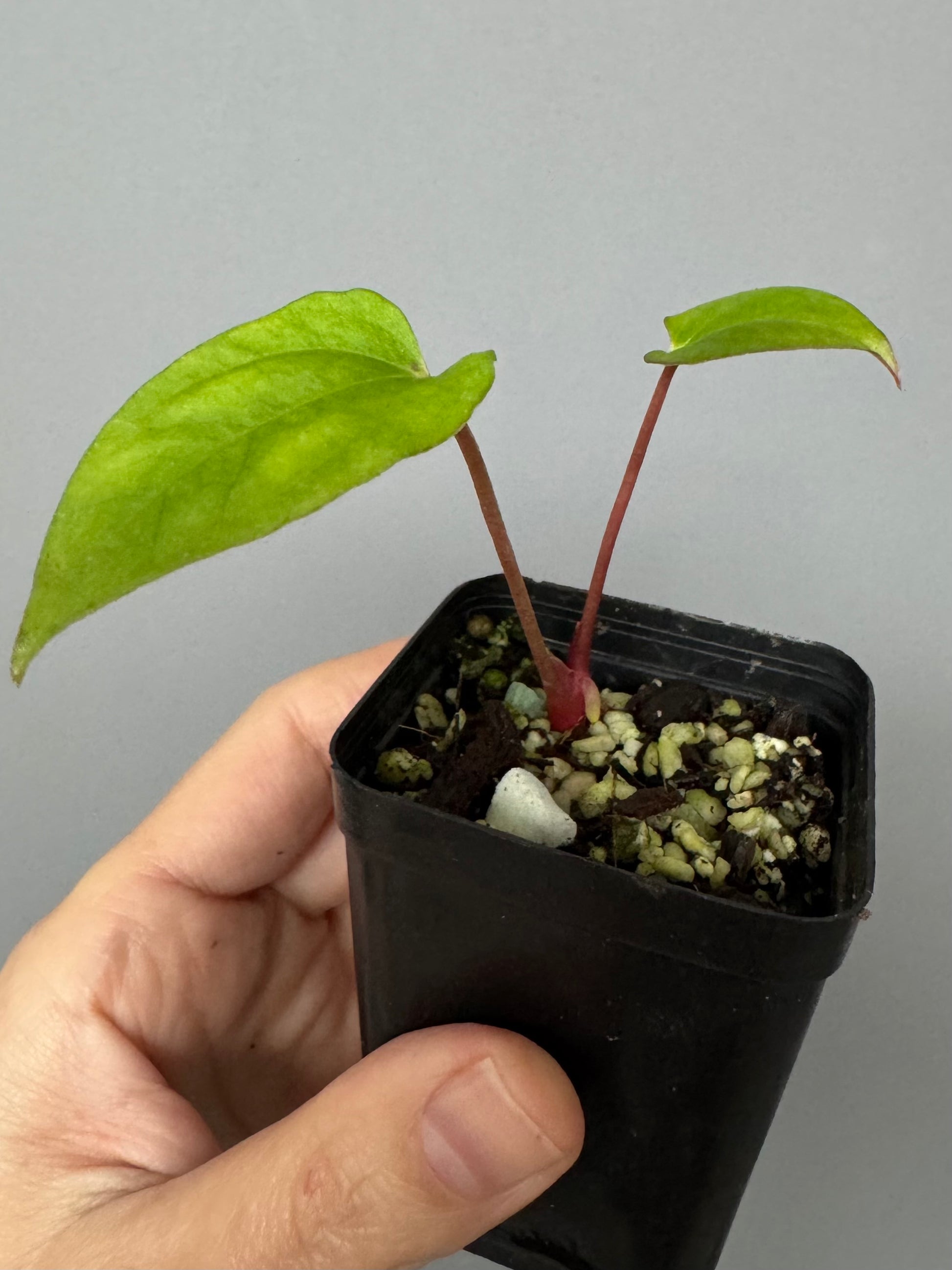 Anthurium papillilaminum,Daniel' x Besseae aff.