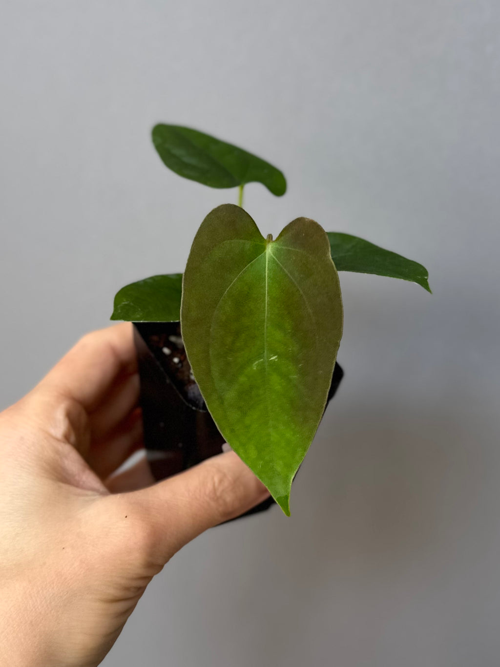 Anthurium Papillilaminum x FSxRVDP