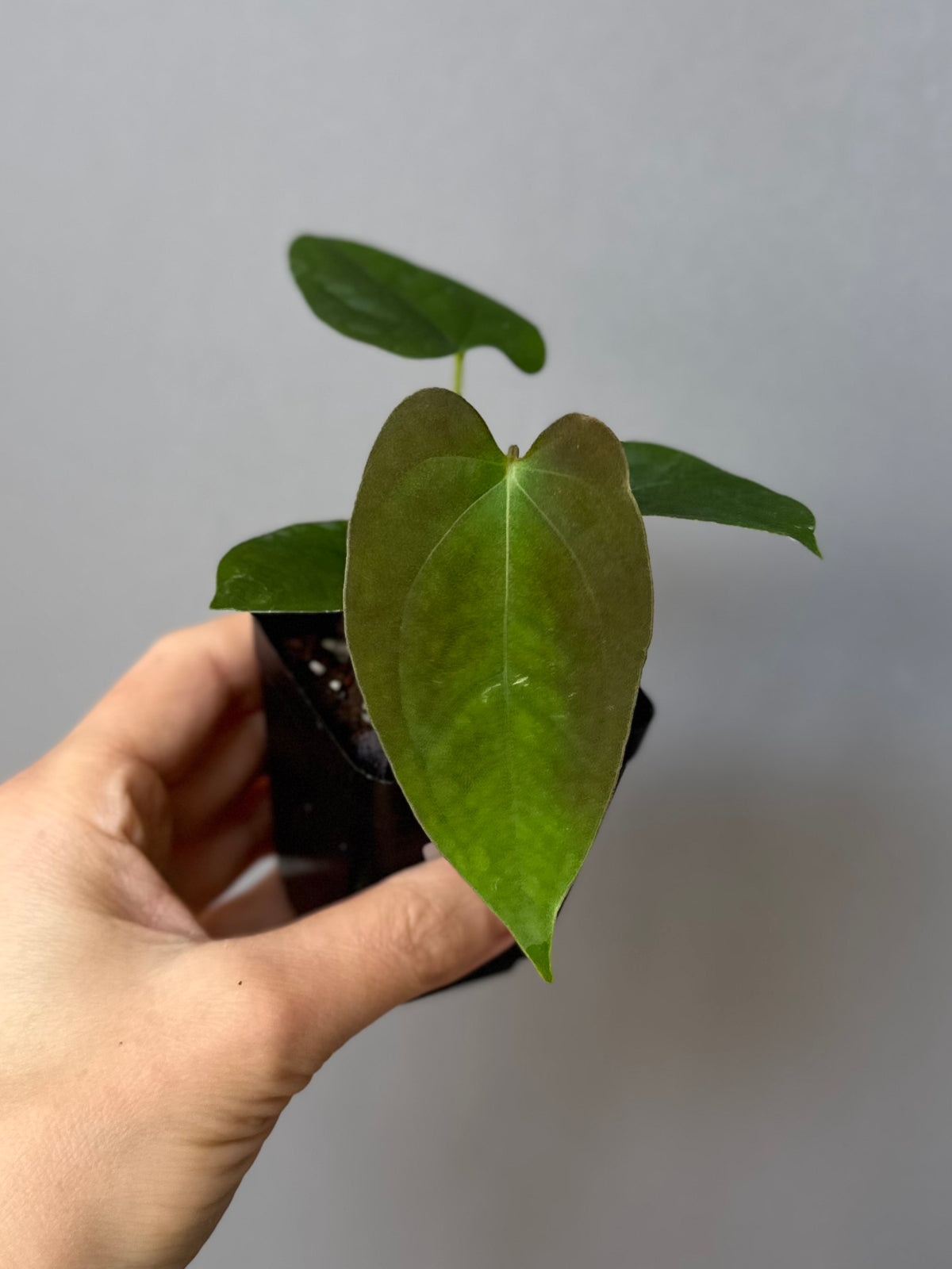 Anthurium Papillilaminum x FSxRVDP