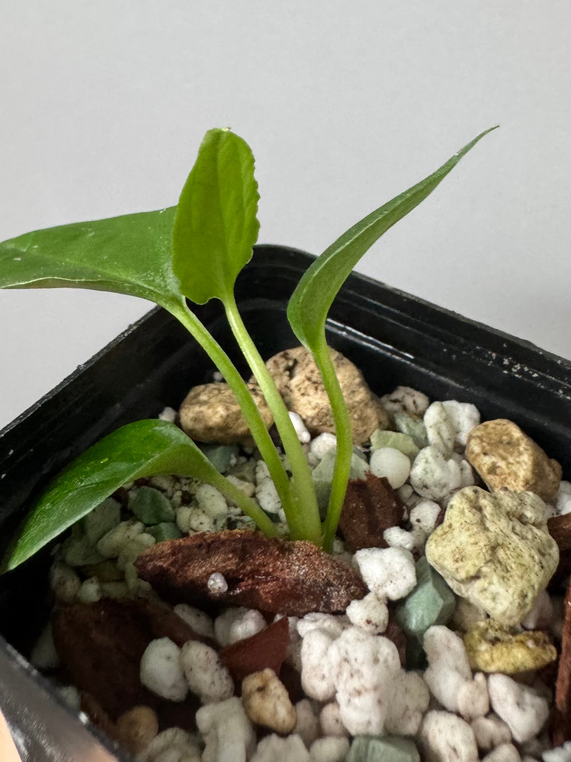 (Papillilaminum Daniel x Besseae aff.) x warocqueanum (seedling 3)