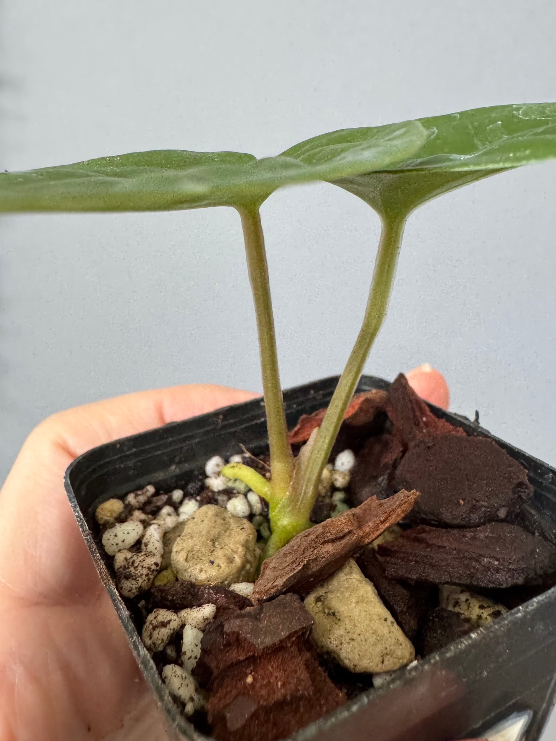 Anthurium (Besseae aff. x warocqueanum) x luxurians