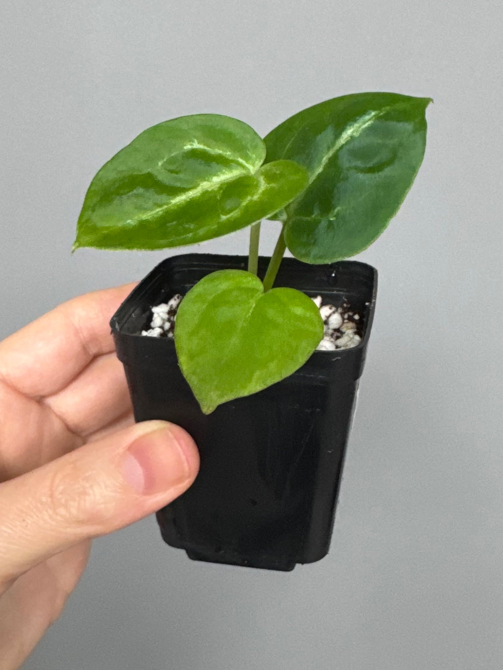 Anthurium Silver Blush x Michelle