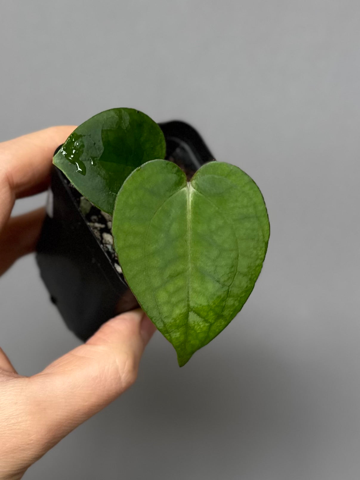 Anthurium (NSE Red Crystallinum x Carla) x RVDP