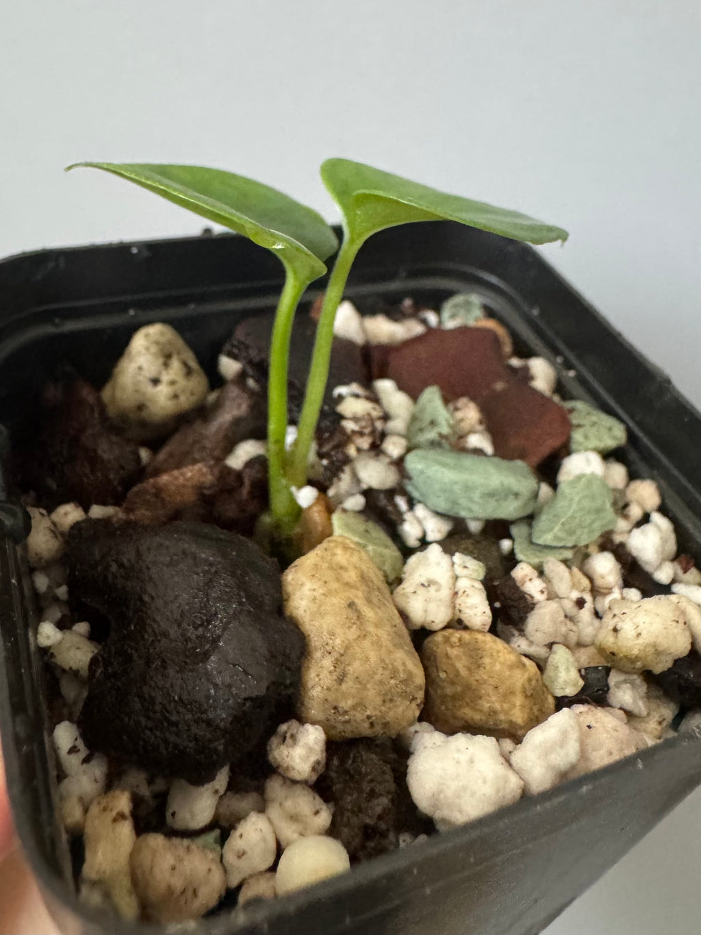 Anthurium ((Midnight Velvet x Red Studd) x NSE CarlaX) x diabloense (seedling #1)