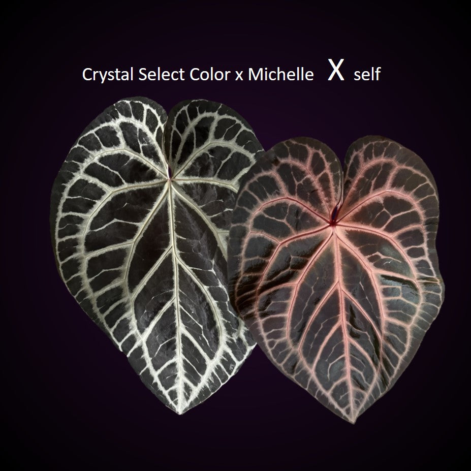 Anthurium (Crystal Select Color x Michelle) xself