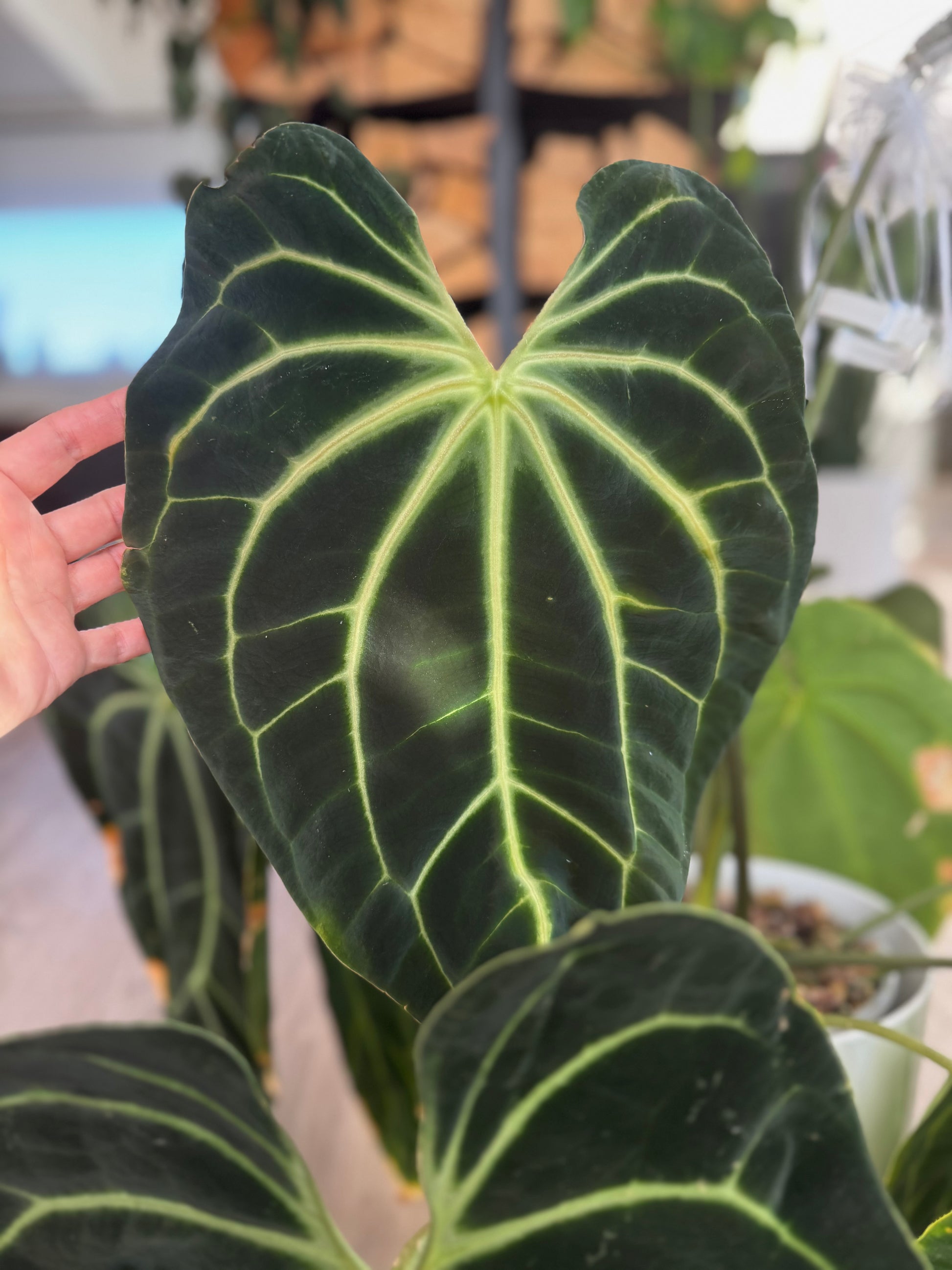 *NEW* - Anthurium Besseae aff. x  RVDP Clone - gekeimte Seeds