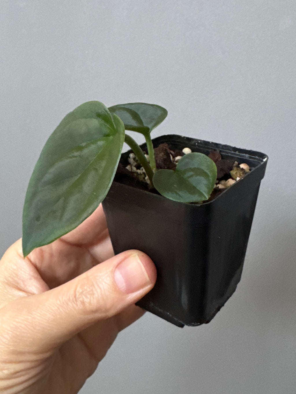 Anthurium KOS x debilis