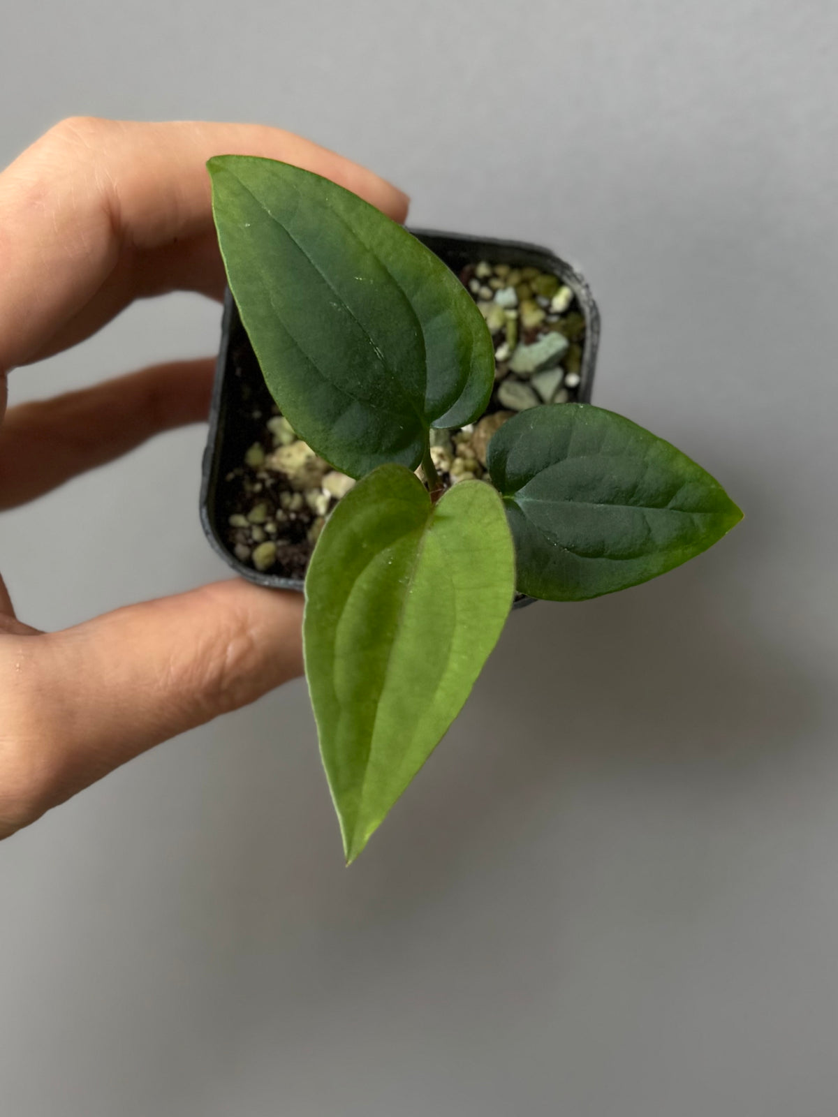 Anthurium ((RLxFS x Carla) x RVDP) xself