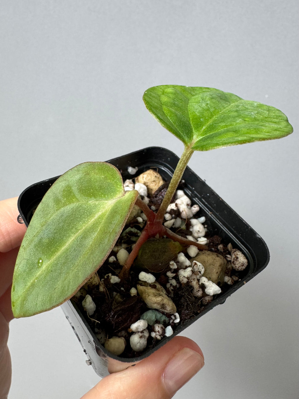 Anthurium NSE Carlablackiae x kunayalense (#2) cutting