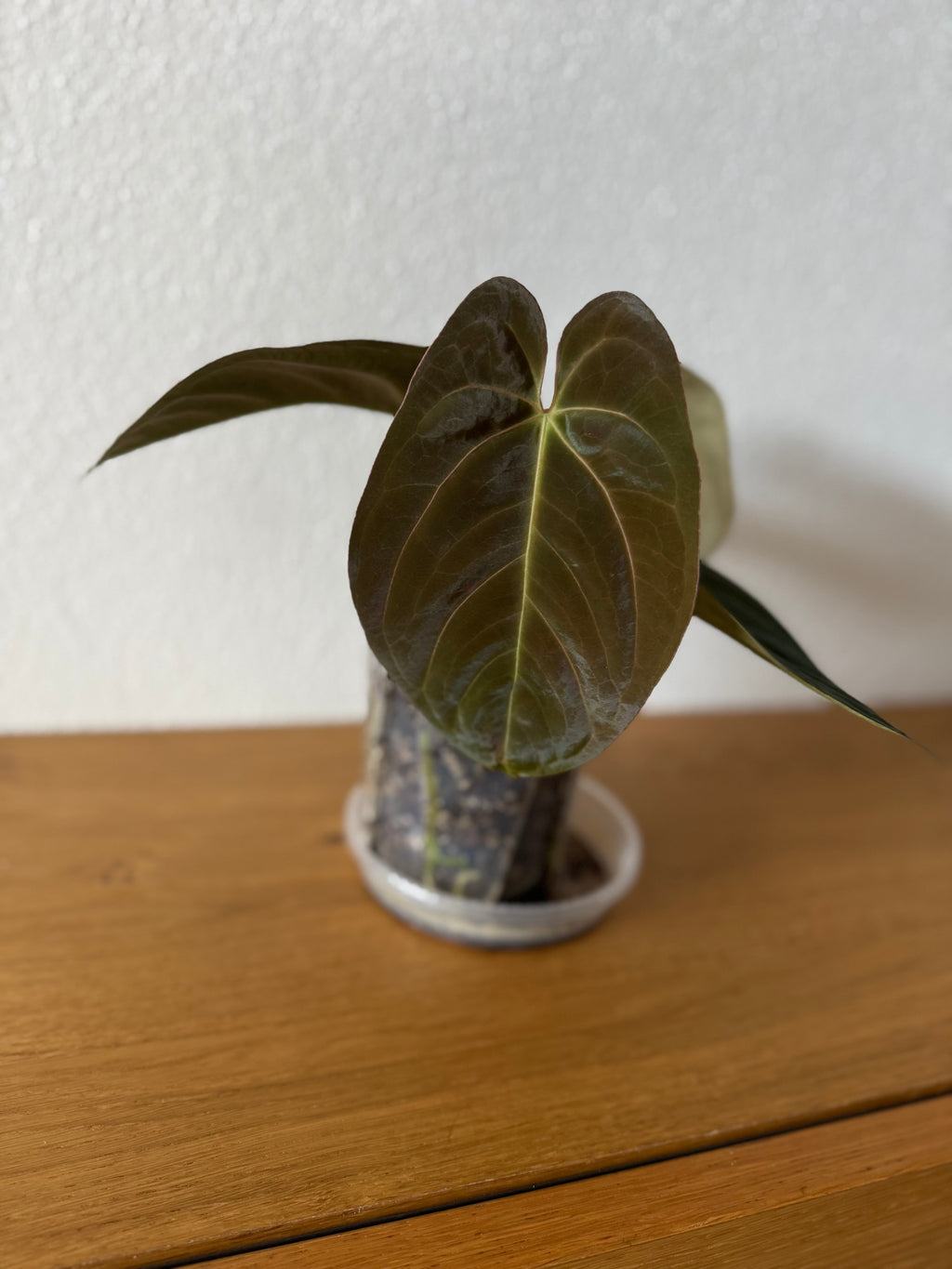 Anthurium papillilaminum x Darkest Panama #1